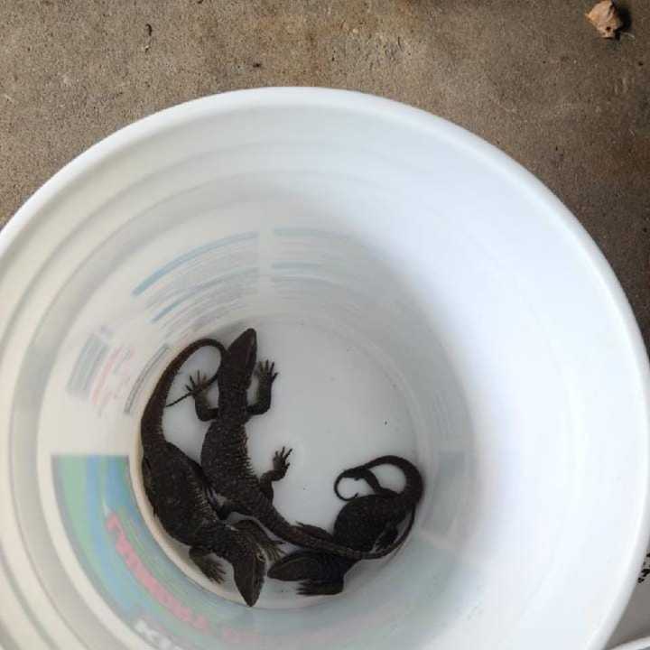Some Port Chester residents got quite a shock after mistakenly receiving a box of live reptiles.