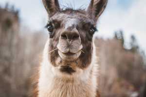 Llama Drama: Animal Euthanized After Being Beaten On Maryland Farm: Report