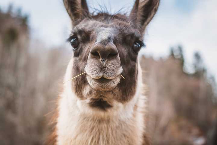 Llama Drama: Animal Euthanized After Being Beaten On Maryland Farm: Report