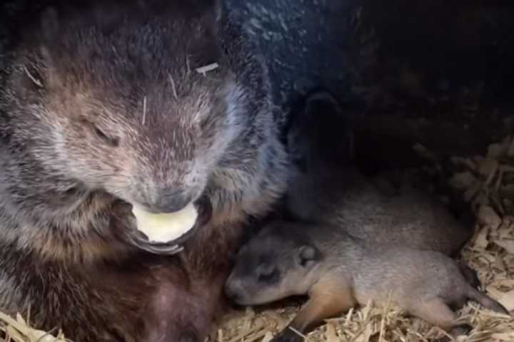 Punxsutawney Phil's Twins Names Revealed On Mother's Day