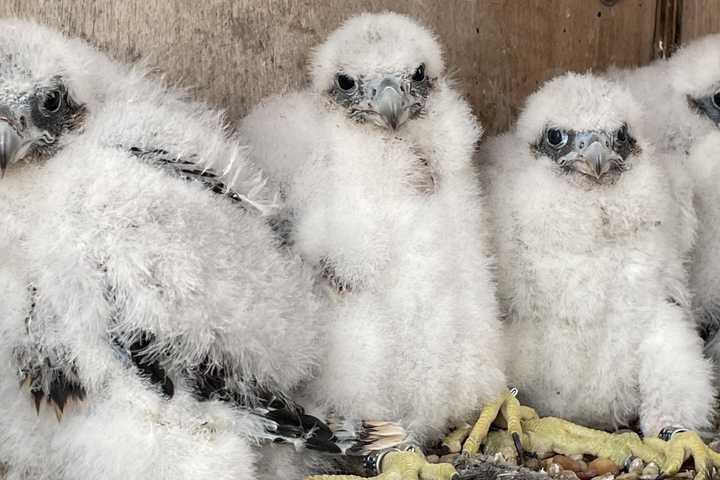 Scarsdale Students Help Name Baby Falcons Born On Top Of New Tappan Zee Bridge