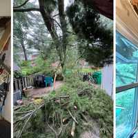 Tree Slams Through Gaithersburg Teen’s Room — Now He’s Raising Funds For His Family (PHOTOS)