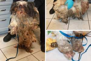 Dogs Found In Deplorable Condition In Newburgh: Duo Charged During Eviction, Sheriff Says