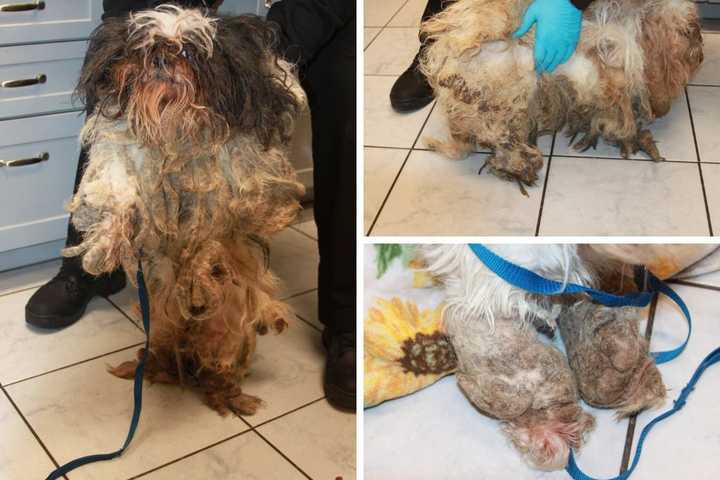 Dogs Found In Deplorable Condition In Newburgh: Duo Charged During Eviction, Sheriff Says