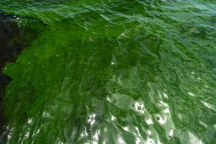 Harmful Algae Blooms, Bacteria Close These Putnam County Beaches